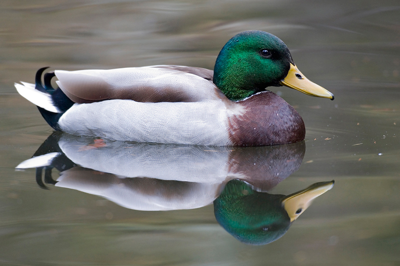 Mallard