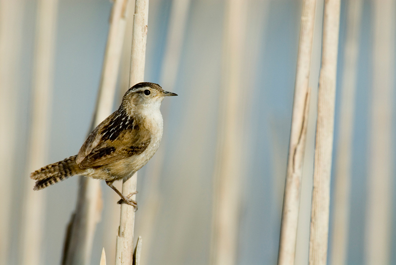 MarshWren