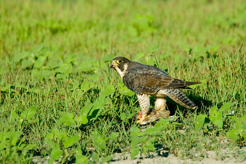 Falconinae