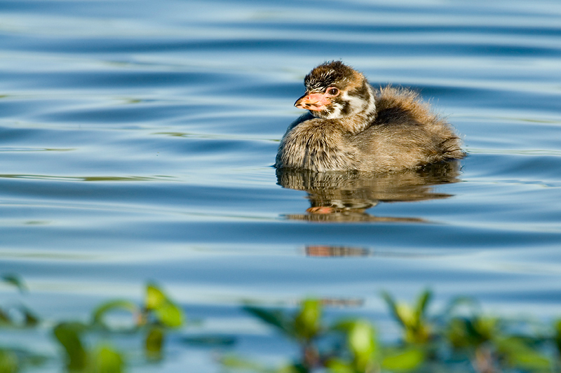 PiedBilledGrebe