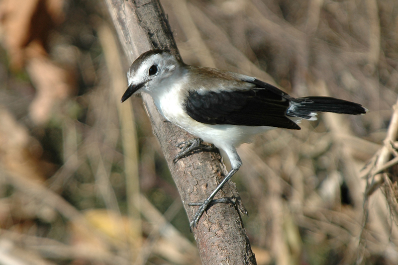 Tyrannidae