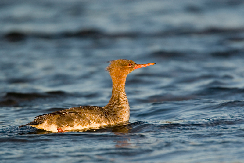 Anseriformes