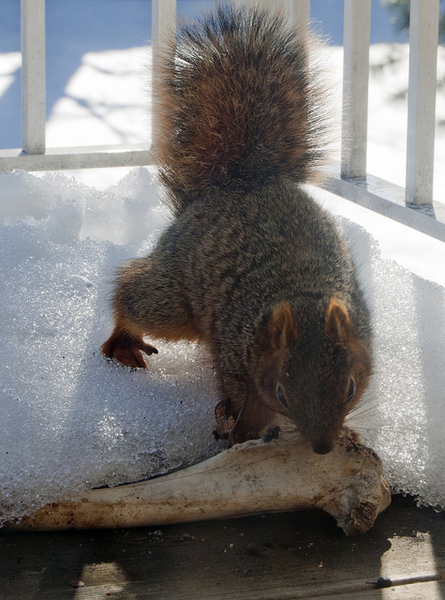 Sciurus_niger