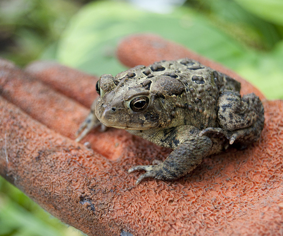 Photo of Anaxyrus americanus