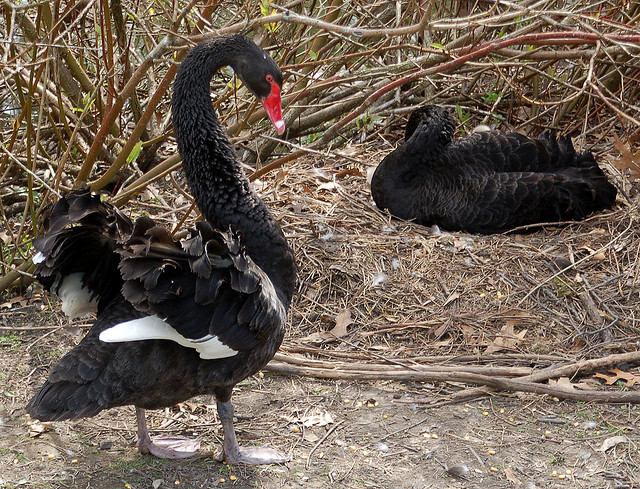 Cygnus atratus