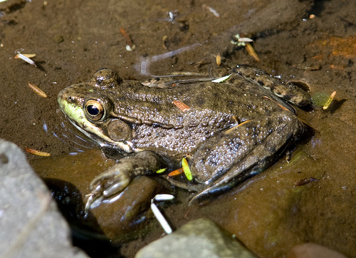 Lithobates