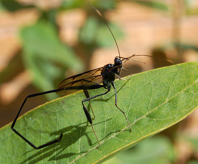 pelecinidwasp