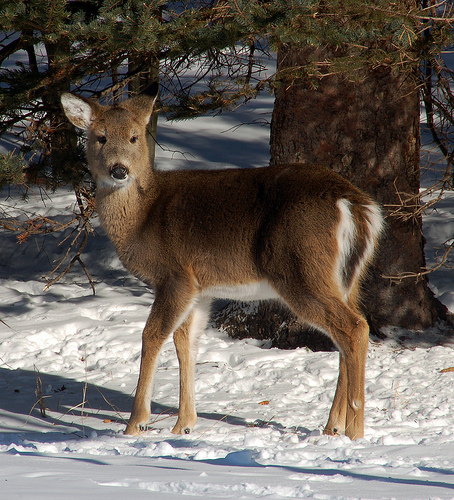 whitetaileddeer2