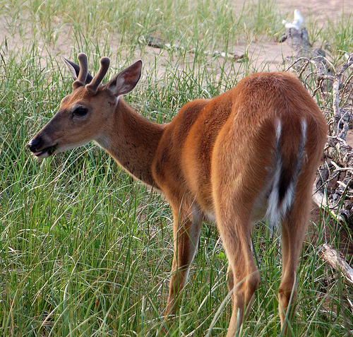 Capreolinae