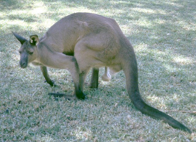 kangaroo3