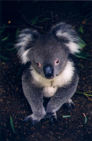 koala3