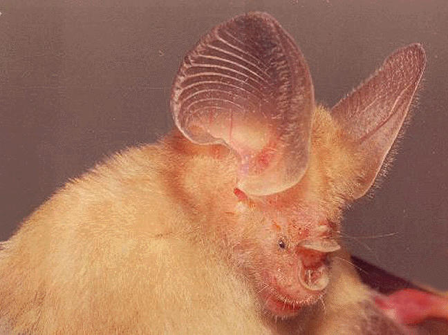 hipposideros