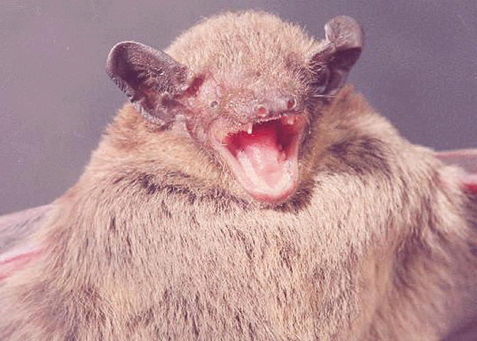 pipistrellus