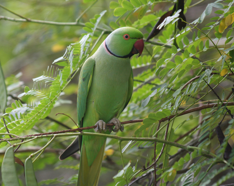 Psittacula krameri