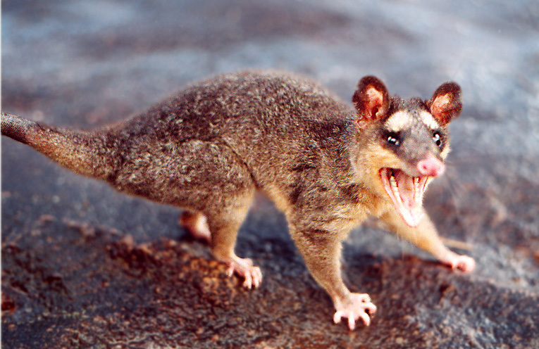 Philander opossum