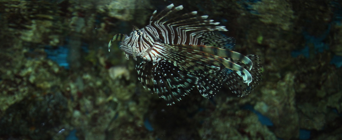 Photo of Pterois antennata