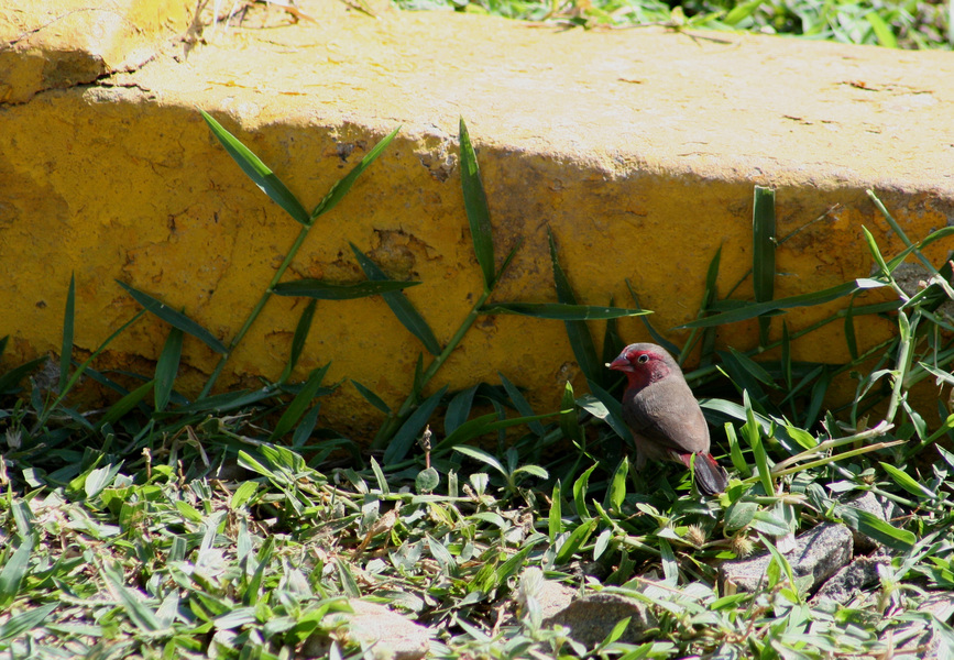 barbreastedfirefinch3241