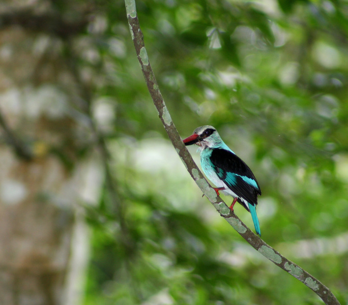 bluebreastedkingfisher2732