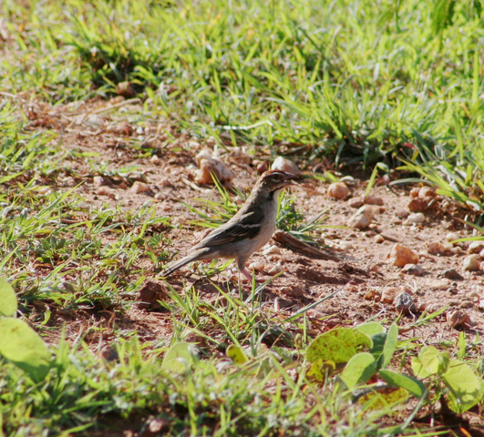 Photo of Plocepasser superciliosus