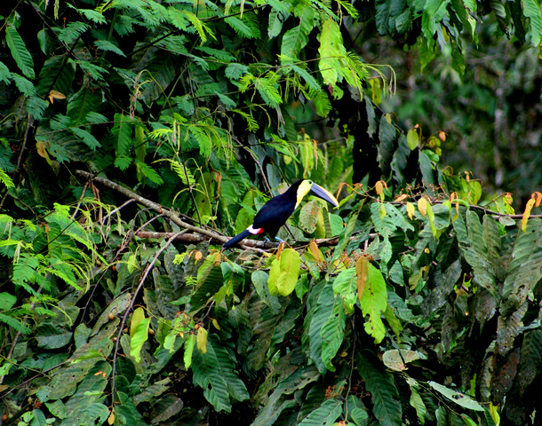 Photo of Ramphastos brevis