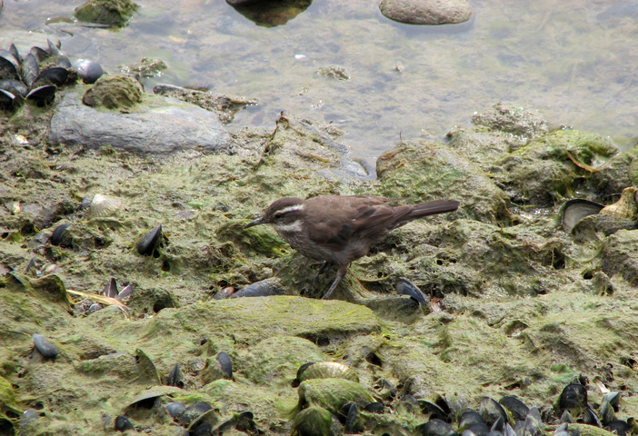 Photo of Cinclodes patagonicus