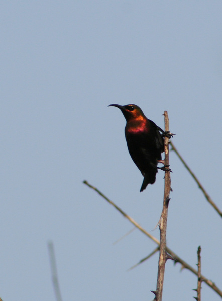 Passeriformes