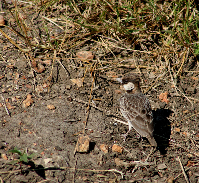 fischerssparrowlark3459