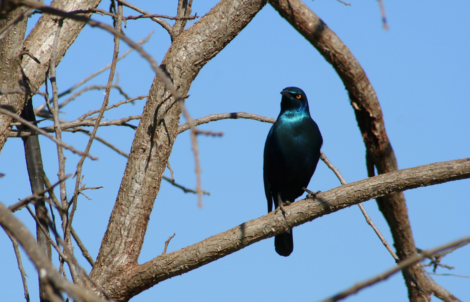 grblueearedstarling3397