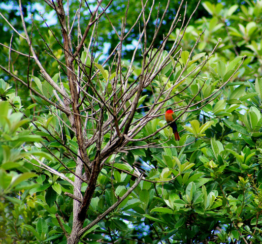 Photo of Merops bulocki