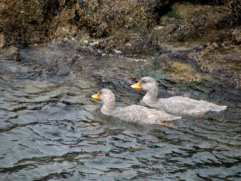 Anseriformes