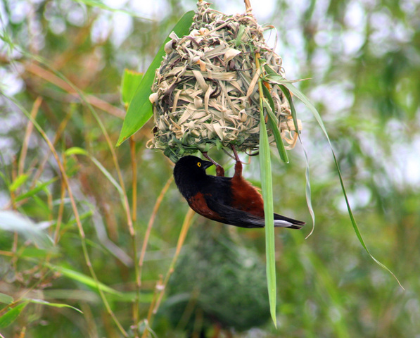 Photo of Ploceus nigerrimus