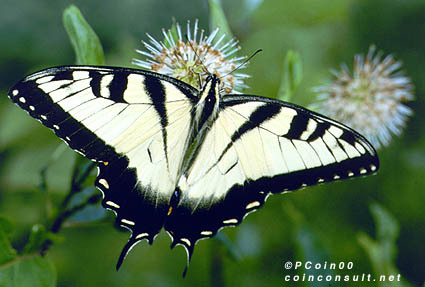 Papilio glaucus