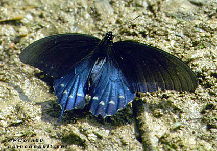 Lepidoptera