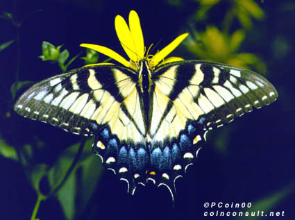 Papilio glaucus