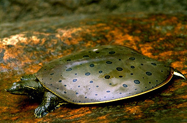 Deuterostomia