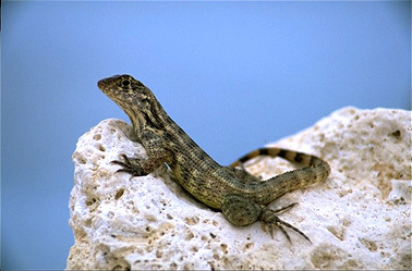 gclizard