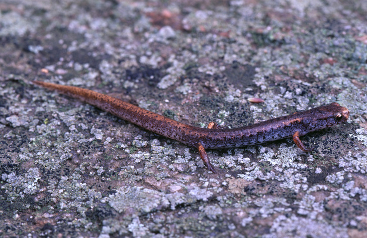 Photo of Hemidactylium scutatum