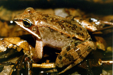 Lithobates sylvaticus