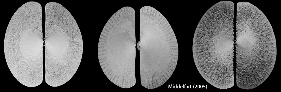 Ephippodonta_shells