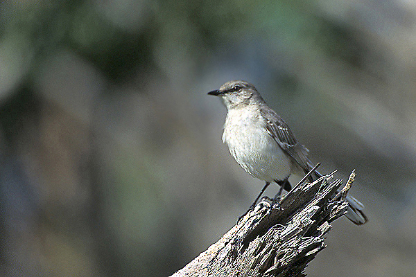 NorthernMockingbird