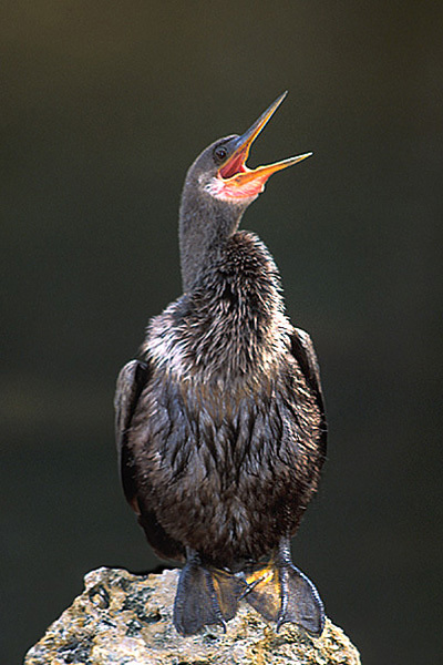 anhinga