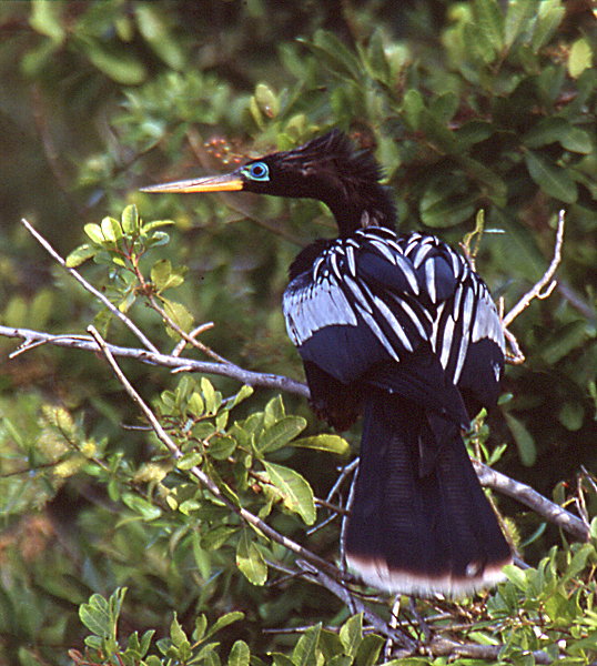 Eumetazoa