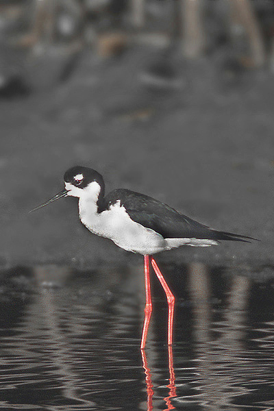 blackneckedstilt