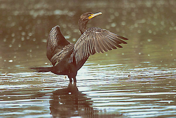 cormorant