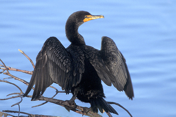 doublecrestedcormorant2