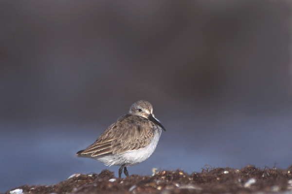 dunlin