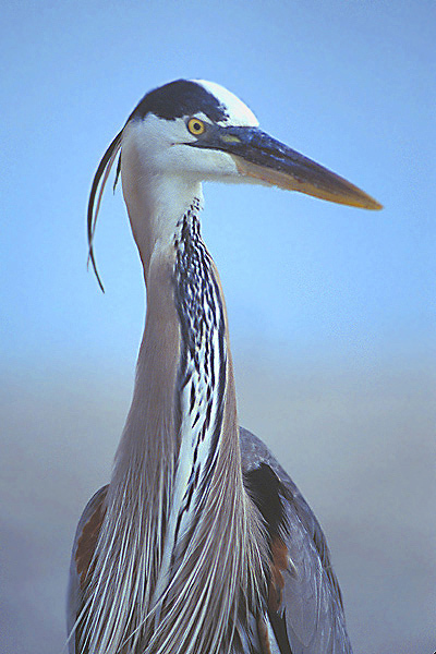 Ardea herodias