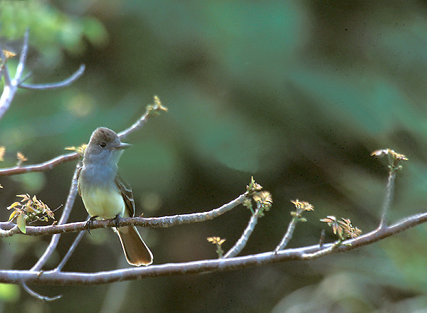 greatcrestedflycatcher