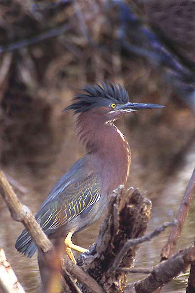 greenheron