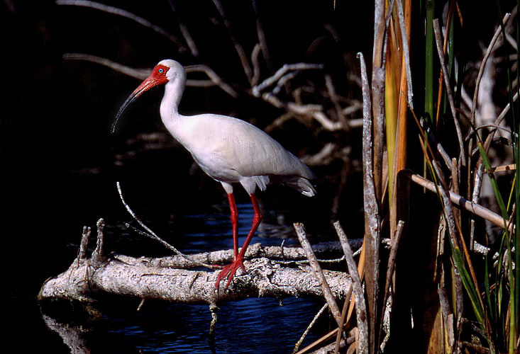 ibis